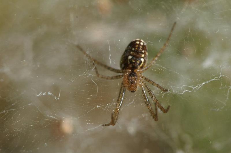 Cyrtophora_ZZXYX_D3546_Z_86_Mt Florence station_Australie.jpg